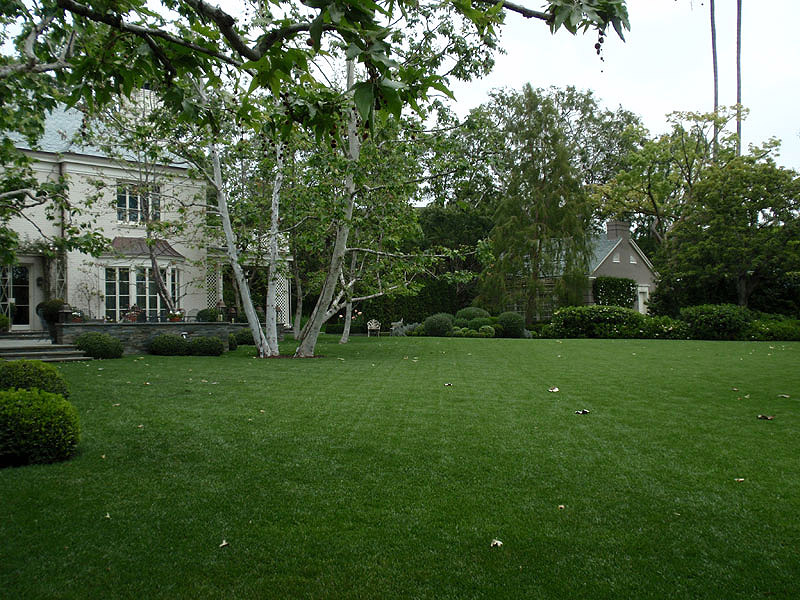 Parklike estate grounds with mature sycamores and manicured boxwood — Golden Leaf Landscape Care