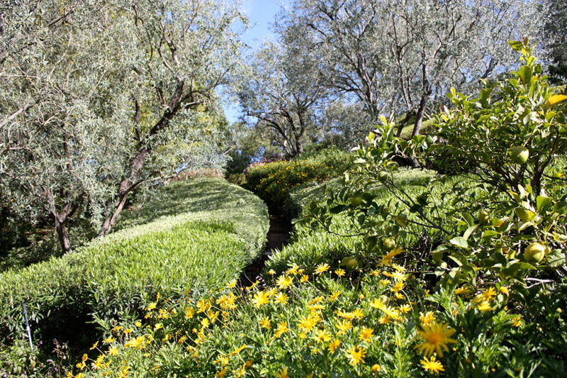 Mediterranean hillside garden with organic plantings and sculpted hedges