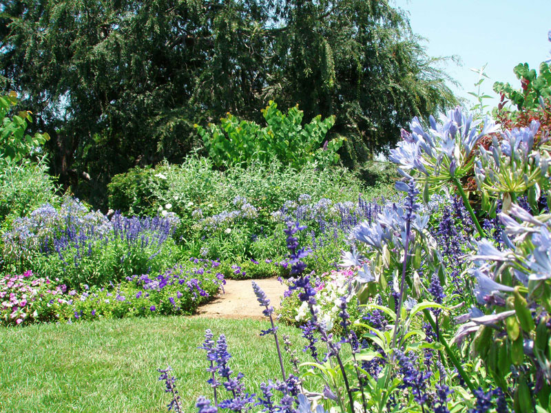 Lavender and agapanthus garden beds with mature trees