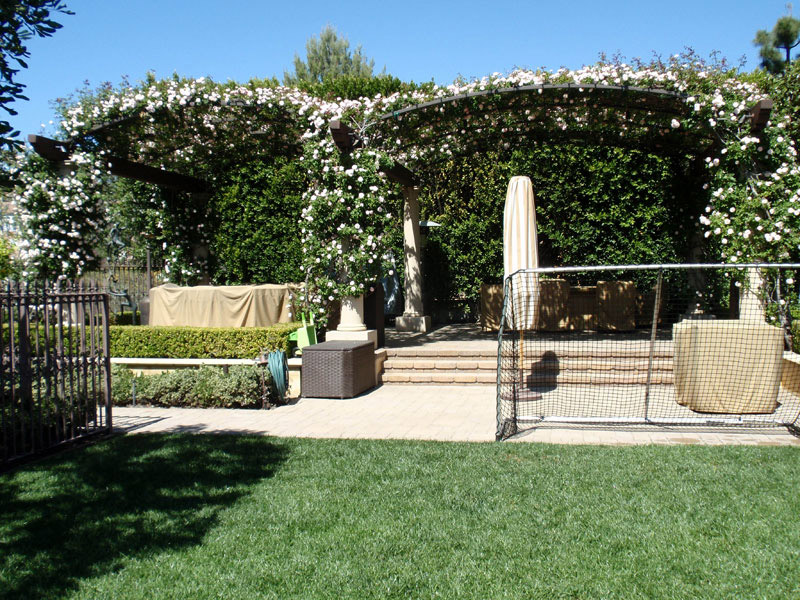 Outdoor living pergola with climbing roses and paver patio